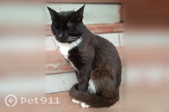 Найдена кошка, Грибково, фото: Найдена кошка, Поселок Грибково, д. 19а, Грибково — чёрная, белая грудь, белые лапки