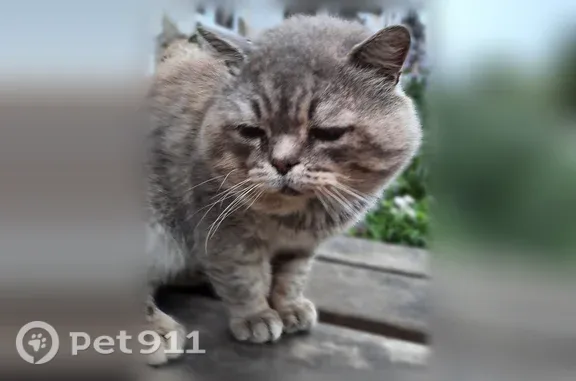 Пропала кошка, Ржев, Разина, д. 13 — возрастная, с шрамом на ушке - photo