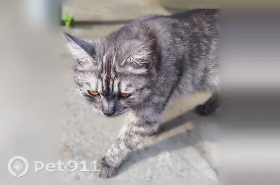 Объявления о пропавших и найденных животных, Киров, фото: Найдена кошка, Воровского, д. 7А, Киров — ласковая, но пугливая