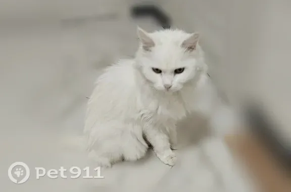 Пропала кошка, Новороссийск, Красина, д. 53 — белый пушистый ангорский кот - photo