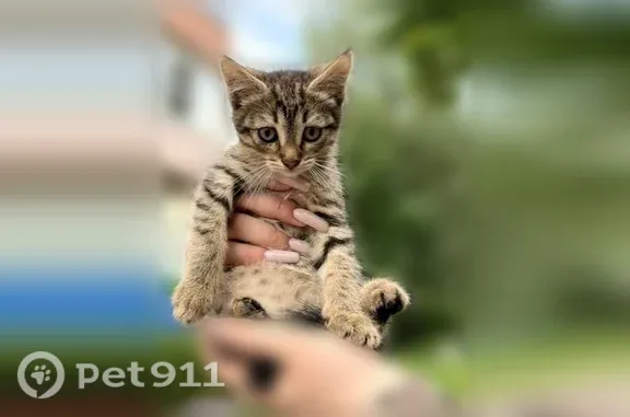 Объявления о пропавших и найденных животных, Ярославль, фото: Кошка ищет дом, Ярославль, Толбухина
