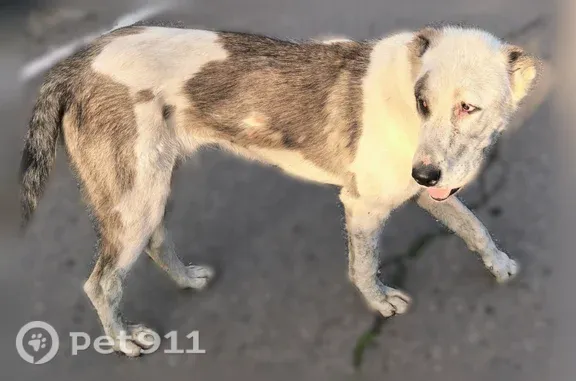 Собака ищет дом, Голицыно, Коммунистический, д. 18 — алабай девочка, белая с пятнистым окрасом - photo