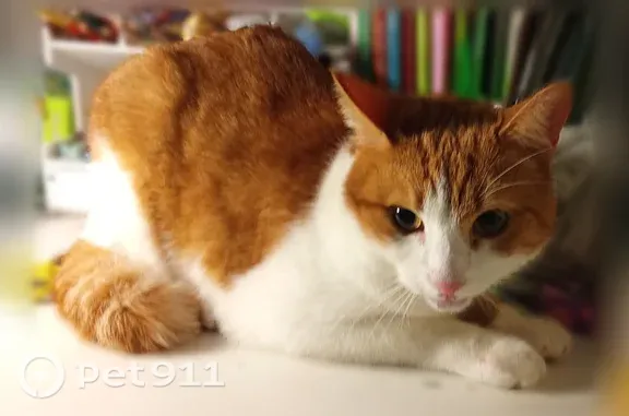 Объявления о пропавших и найденных животных, Северодвинск, фото: Найдена кошка, Северодвинск, Дзержинского, д. 4 — рыже-белая, не боится людей