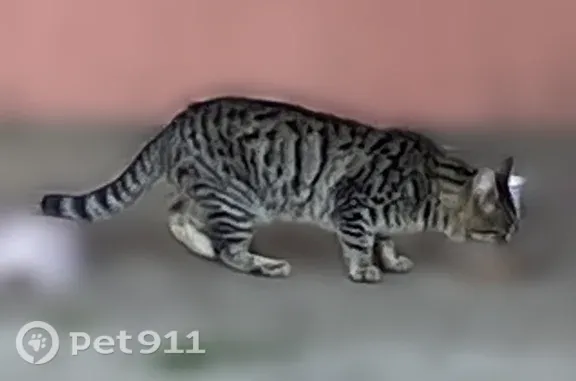 Объявления о пропавших и найденных животных, Саранск, фото: Найдена кошка, Севастопольская, Саранск — молодой бенгал, был очень голодный
