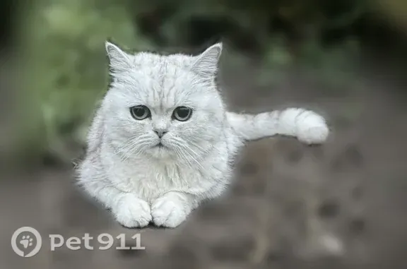 Пропала кошка, Поселок Восход, Мира, д. 11 — британская кошка Фрося, 11 лет - photo