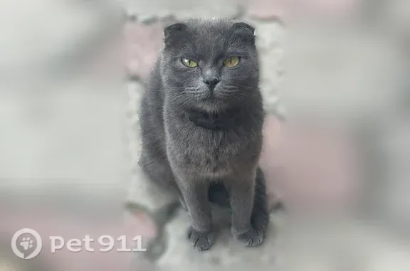 Найдена кошка, Поселок Новоселезнево — ласковая, вислоухая - photo