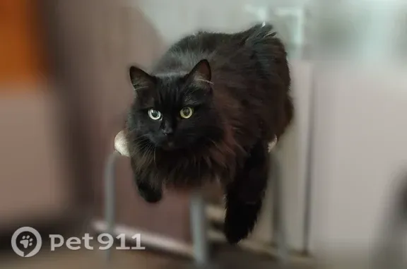 Пропала кошка, Рабочий поселок Хохольский, Хохольский — чёрный кот с ошейником - photo