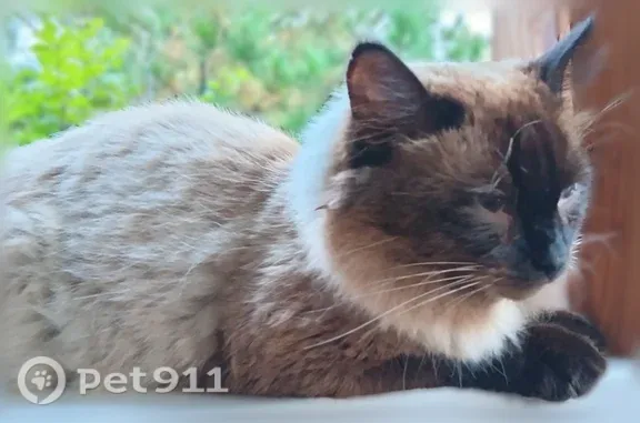 Найдена кошка, , фото: Найдена кошка, Территория снт Чайка, Дачная 1-я, д. 47 — кот домашний