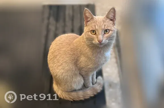 Объявления о пропавших и найденных животных, Ульяновск, фото: Найдена кошка, Розы Люксембург, д. 61, Ульяновск — сидит в Гулливере
