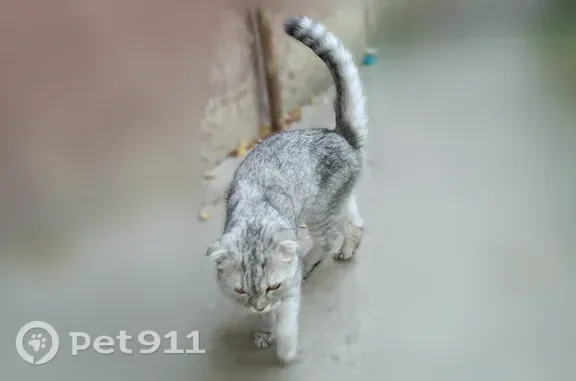 Найдена кошка, Саратов, фото: Найдена кошка, Саратов — вислоухая, светло-серая, прячется в подвале дома между 2 и 3 подъездом