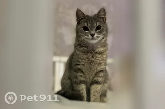 Объявления о пропавших и найденных животных, Астрахань, фото: Пропала кошка Девочка, Астрахань (rl1242565)