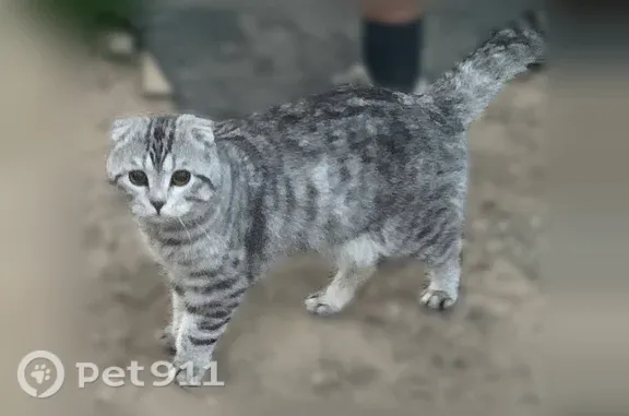 Потерянные животные Наро-Фоминск, фото: Пропала кошка, Гаражно-строительный кооп. Дубки (пгт Калининец) (г Наро-Фоминск), д. 37, Наро-Фоминск — вислоухая, в ошейнике