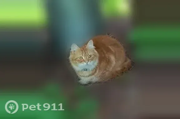 Найдена кошка, Грузино, фото: Найдена кошка, Территория Садоводство Звездочка (м-в Грузино), Угловая, д. 8, Грузино — рыжая пушистая, ручная