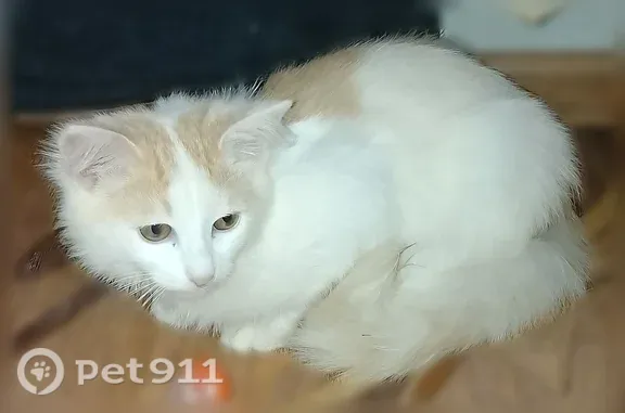 Объявления о пропавших и найденных животных, Ярославль, фото: Найдена кошка, Ярославль, Марголина, д. 13а — два котенка, 5 месяцев, ласковые