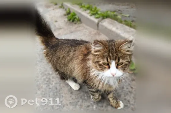 Найденные животные Углово, фото: Найдена кошка, Поселок Углово, Углово — ласковая, тянется к людям