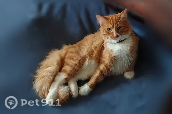 Пропала кошка, Фурманов, Тимирязева, д. 23 — кот с чёрным ошейником - photo