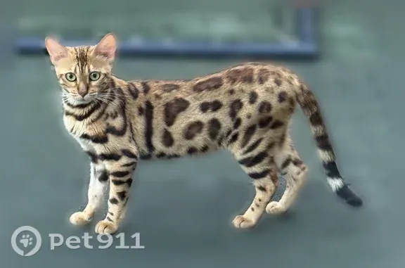 Объявления о пропавших и найденных животных, Сочи, фото: Пропала кошка, Территория Большая Хоста, Сочи — пугливая, не ласковая