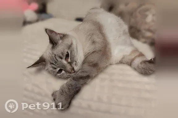 Объявления о пропавших и найденных животных, Ярославль, фото: Пропала кошка, Ярославль, Чехова, д. 31 — голубые глаза, серый, старенький, упитанный