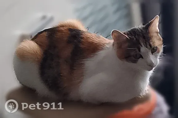 Объявления о пропавших и найденных животных, Кемерово, фото: Пропала кошка, Кемерово — трёхцветная с серым ошейником