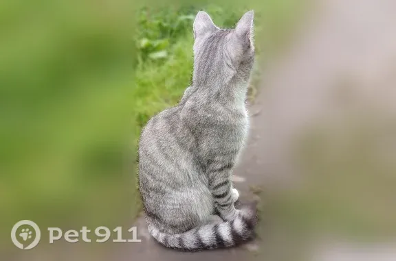 Объявления о пропавших и найденных животных, Мурманск, фото: Найдена кошка, Мурманск, Академика Книповича, д. 61 3 — серый кот, ласковый