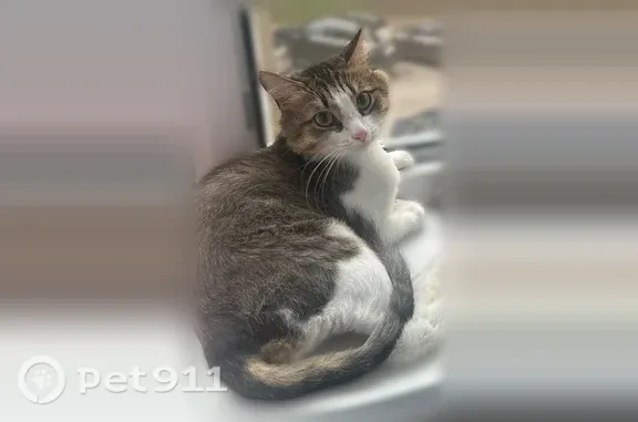 Пропала кошка, Нижнекамск, Шинников, д. 51 — трёхцветная, белые лапы - photo