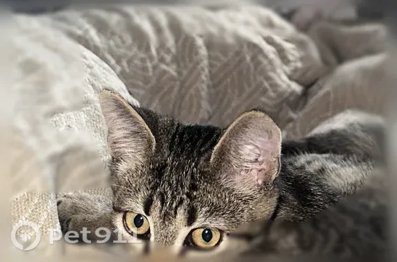 Объявления о пропавших и найденных животных, Тула, фото: Найдена кошка, Тула, Болдина, д. 79 — ласковый, игривый, 3 месяца