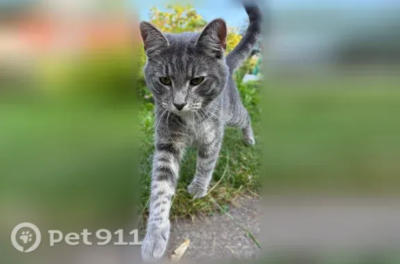 Пропала кошка, Деревня Горы, Советская, Горы — серо-дымчатая, шрамик на носу - photo