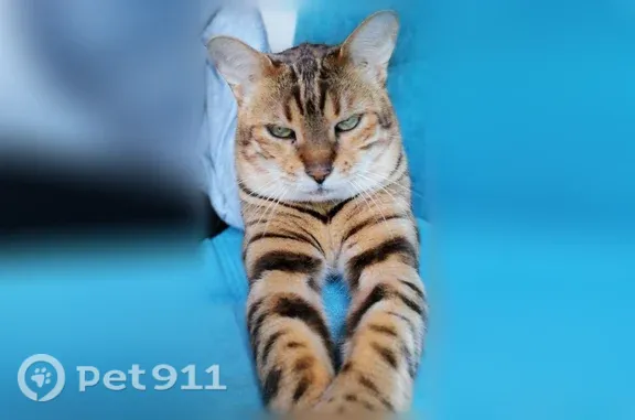 Найдена кошка, Тюмень, фото: Кошка ищет дом, Тюмень — приучена к лотку, ласковая