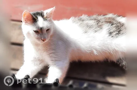 Найденные животные , фото: Найдена кошка, Территория снт Дивное-1 (м-в Лехтуси), д. 20 — беленькая с серыми пятнами, не пугливая