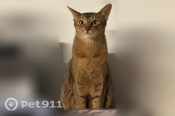 Пропала кошка, Район Октябрьский (г Уфа), Парадная, д. 15, Уфа — на контакт не идет - photo