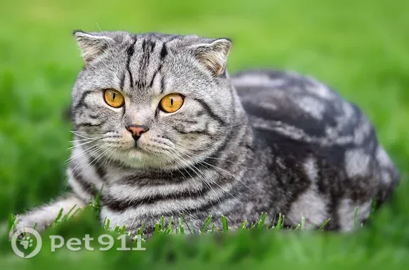 Объявления о пропавших и найденных животных, Новая Разводная, фото: Пропала кошка, Поселок Новая Разводная, Строителей, Новая Разводная — светло-серый, полосатый, очень трусливый