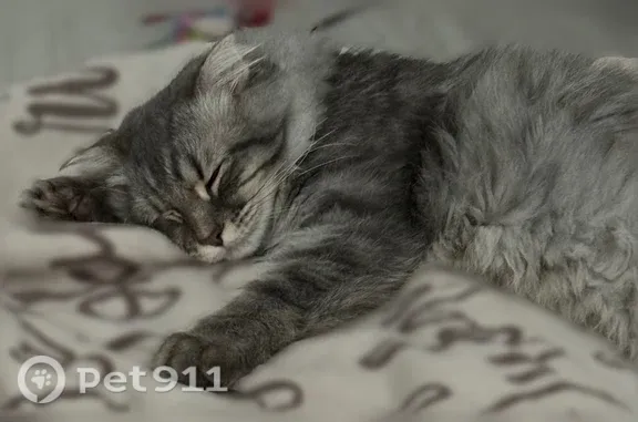 Серый кот, 8 месяцев. Пугливый мальчик. Очень пушистый хвостик.