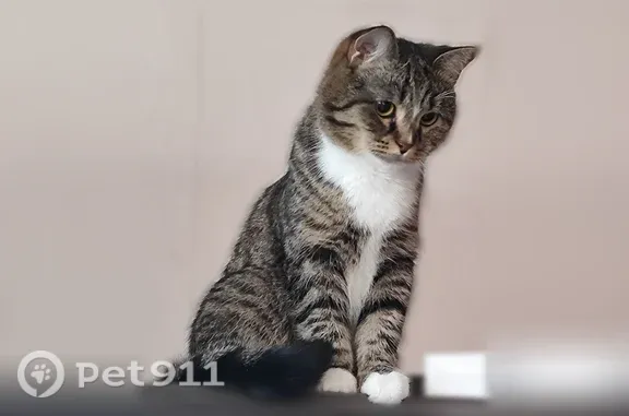 Объявления о пропавших и найденных животных, Кемерово, фото: Пропала кошка, Притомская Набережная, д. 11, Кемерово — полосатая с белыми лапками