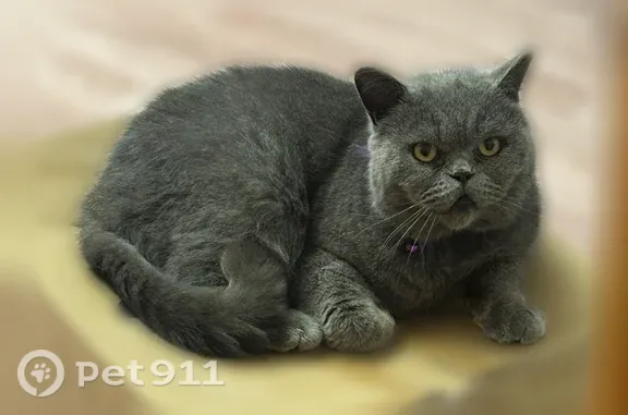 Пропала кошка, Деревня Плоское, д. 12, Починок — серый британец, кастрированный - photo