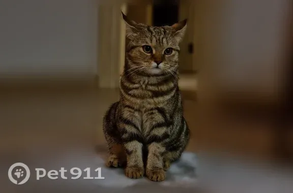 Объявления о пропавших и найденных животных, Майма, фото: Пропала кошка, Село Майма, Мира, д. 17, Майма — трёхцветная, ласковая