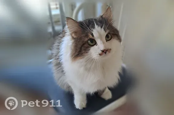 Найдена кошка, Волгоград, фото: Кошка ищет дом, Волгоград — ласковый, игривый, дружит с другими животными