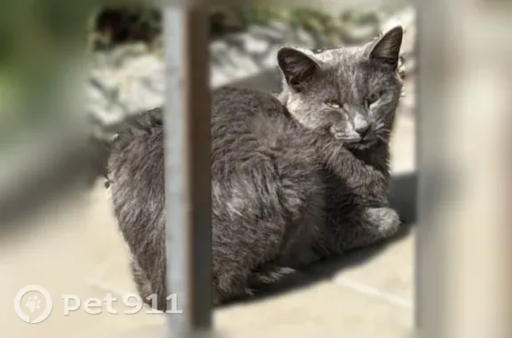 Найдена кошка, Ярославль, фото: Найдена кошка, Пушкина, д. 3А, Ярославль — травмирована лапа
