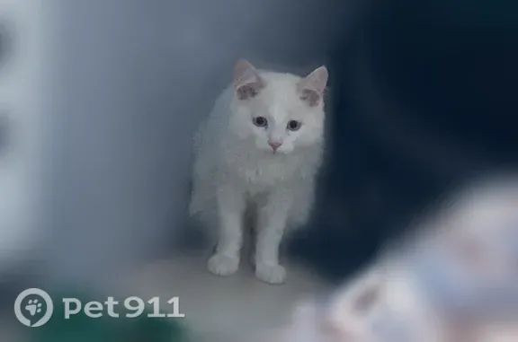 Найдена кошка, Томск, фото: Найдена кошка, Никитина, Томск — ходит в лоток, белый окрас
