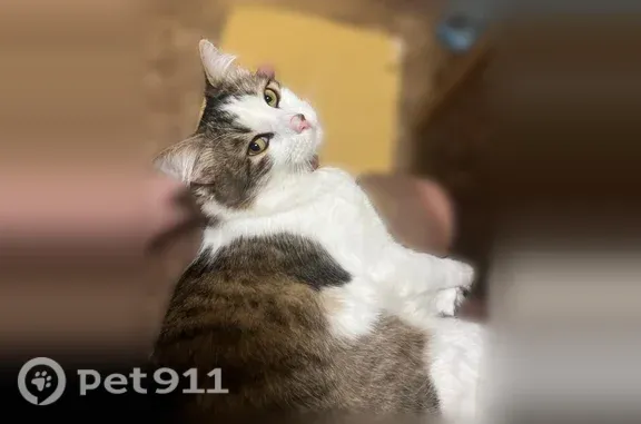 Потерянные животные Нижний Новгород, фото: Пропала кошка, Комсомольская, д. 2 2, Нижний Новгород — большой пушистый хвост