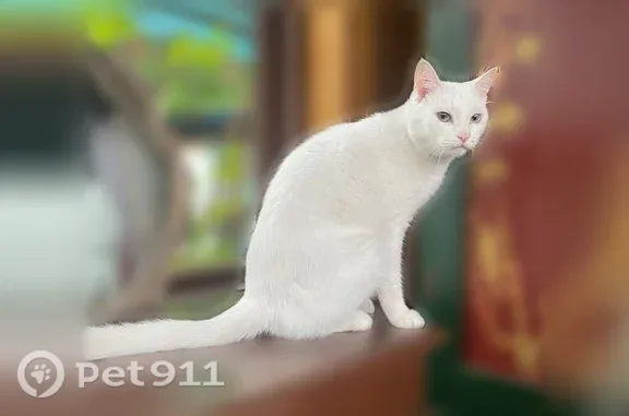 Пропала кошка, Иркутск, Летняя, д. 179 — чисто белый кот - photo