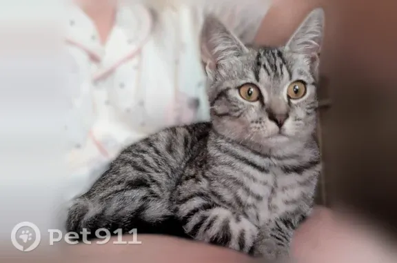 Найдена кошка, Пенза, фото: Кошка ищет дом, Пенза — котёнок-мальчик Котя, 3,5 мес, метис шотландца