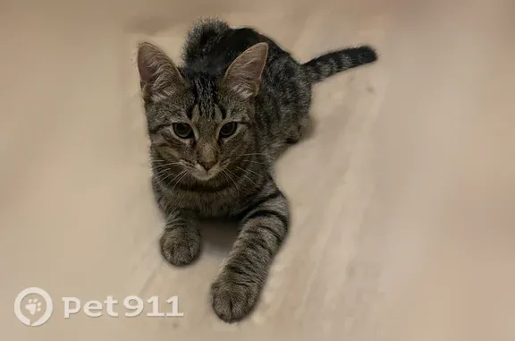 Найдена кошка, Волжский, фото: Кошка ищет дом, Волжский, им генерала Карбышева, д. 58а — ласковый котёнок, обработан