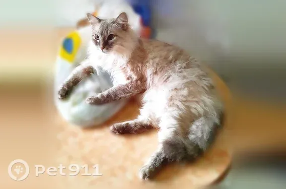 Объявления о пропавших и найденных животных, Тобольск, фото: Пропала кошка, Тобольск, Первомайская, д. 14 — глуховат, правый глаз косит