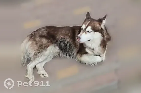 Найдена собака, Калуга, фото: Найдена собака, Калуга — хаски, коричневый окрас, разные глаза