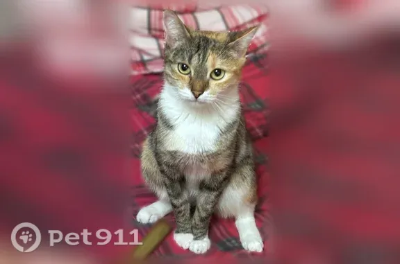 Пропала кошка, Гидротурбинная, д. 32, Сызрань — выпала из окна, по кличке Муся - photo