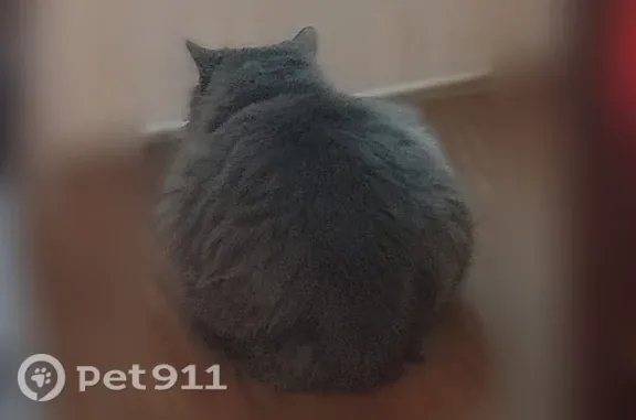 Потерянные животные Нижний Новгород, фото: Пропала кошка, Нижний Новгород, Академика И.Н.Блохиной, д. 5 — любит ласкаться