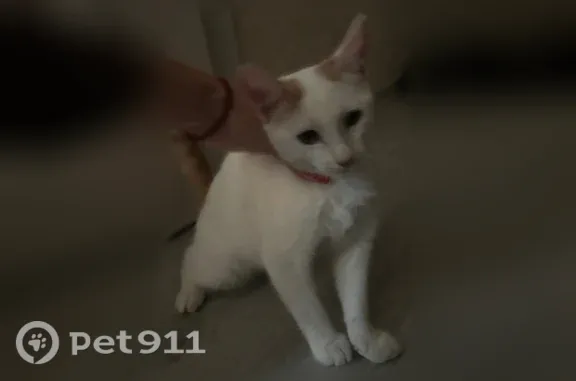 Найдена кошка, , фото: Найдена кошка, Микрорайон Северная Мыза (деревня Мыза (Иншинский с/о)), Победы, д. 7 1 — белый с рыжим хвостом и рыжими пятнами на ушах