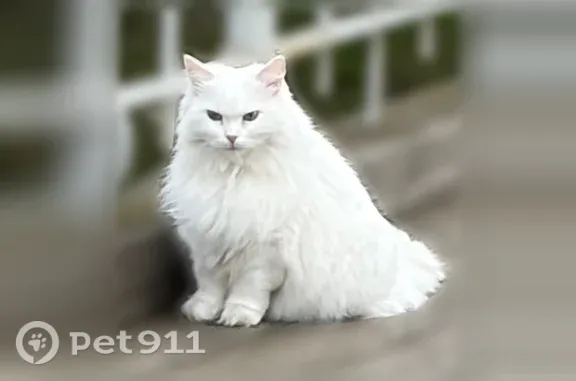 Кошки потеряшки, Санкт-Петербург, фото: Найдена кошка, Район Петроградский (г Санкт-Петербург), Мартынова, д. 20 А, Санкт-Петербург — белая пушистая, шла через мост