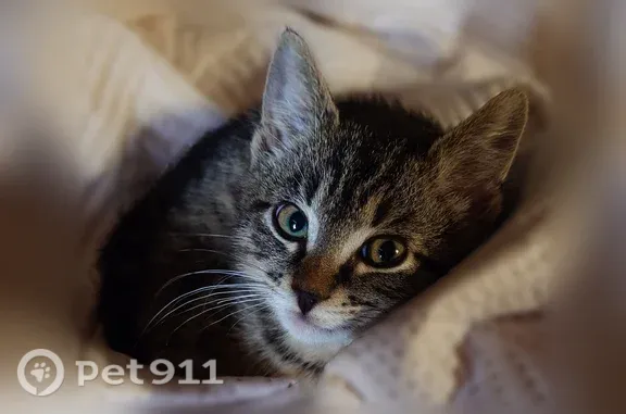 Пропала кошка, Профессора Сомова, Мурманск — котёнок Пус, пугливая - photo