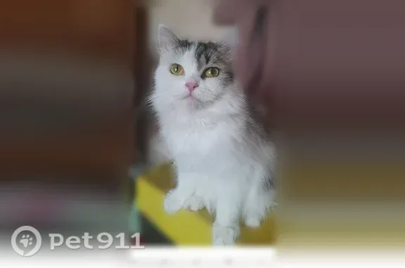 Пропала кошка, Поселок городского типа Мостовской, Российская, д. 31, Мостовской — белая с чёрно-серыми пятнами, пушистая - photo
